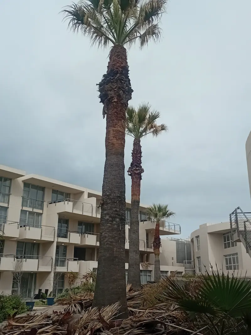 Palm Trimming Project