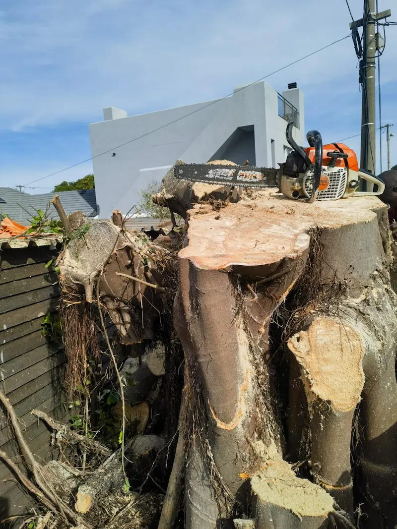 Stump Removal Project