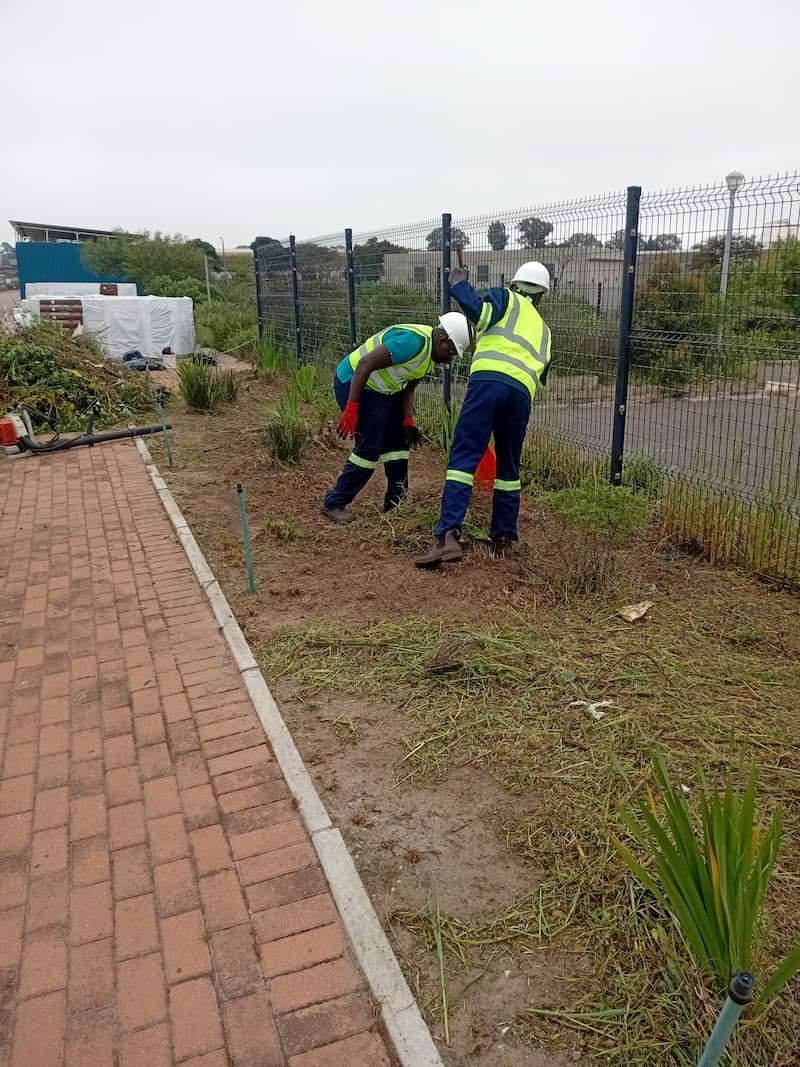 Tree Felling Project