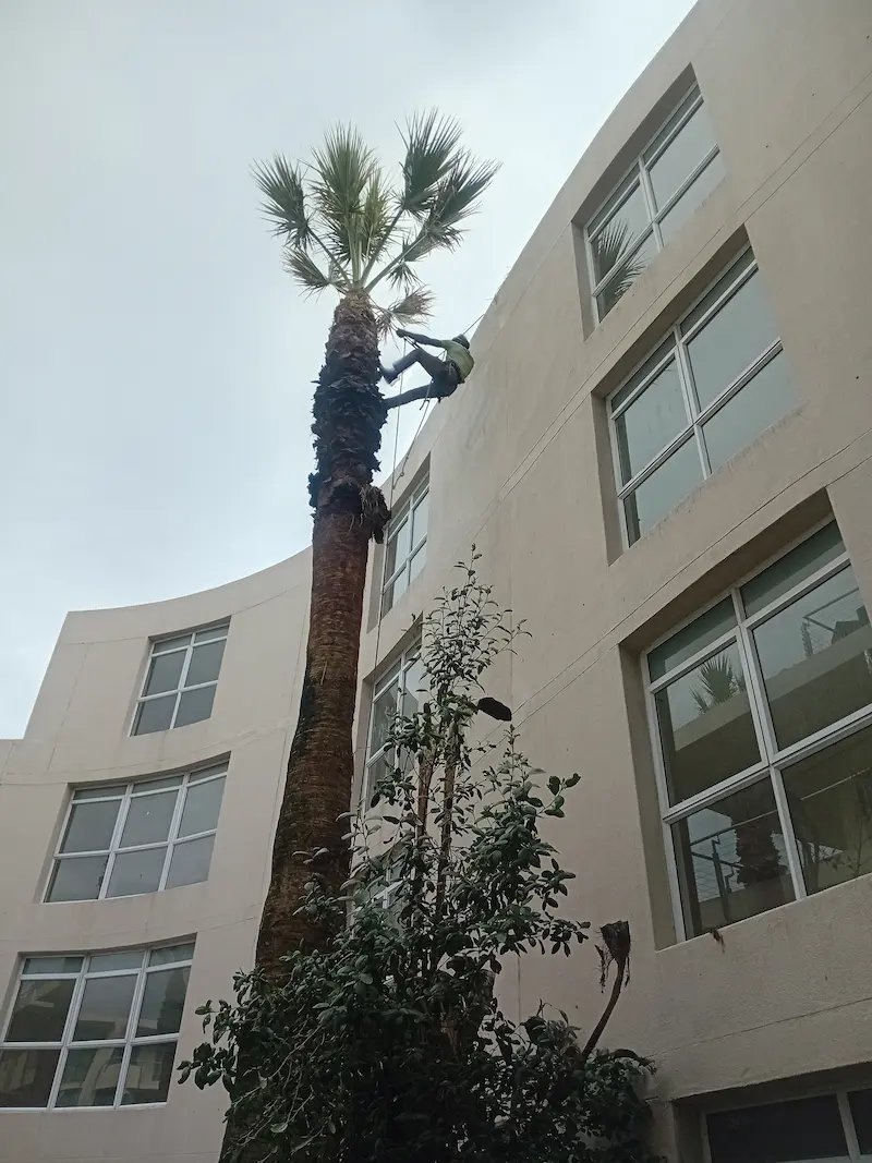 General Tree Services