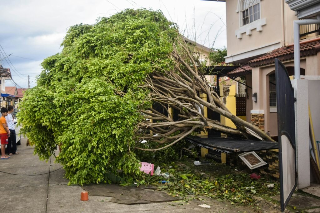 emergency tree removal