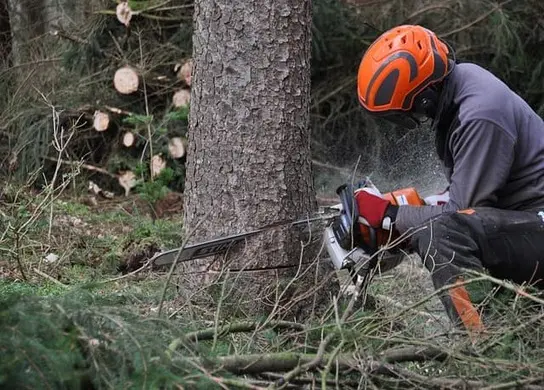 Professional Tree Felling Services