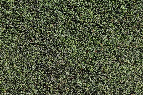 hedge trimming hedge trimming