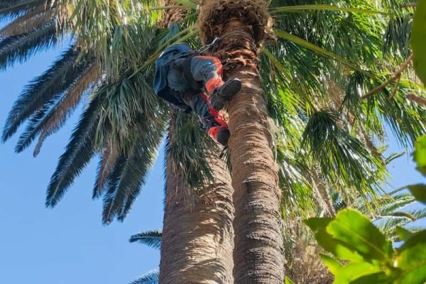 palm trimming tree felling cape town