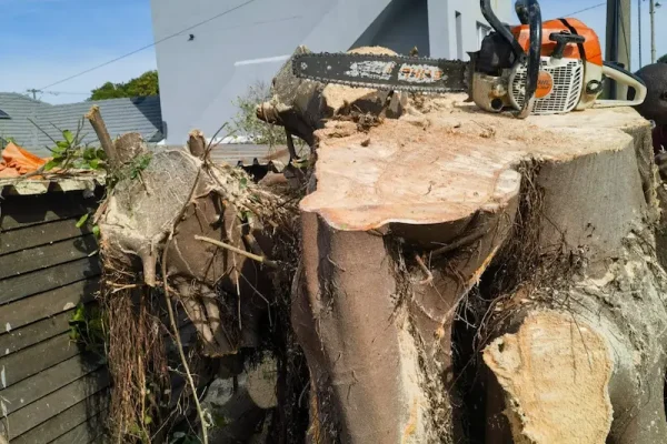 stump removal Stump removal Cape town
