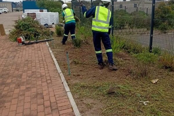 tree felling global tree Professional Tree Felling Services